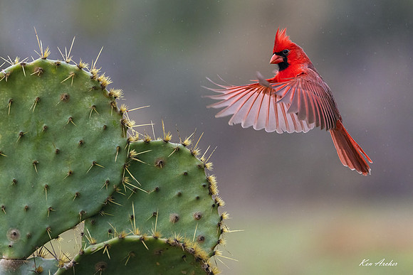 TXNC00441 _ Northern Cardinal
