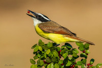TXGK00024 - Greater Kiskadee