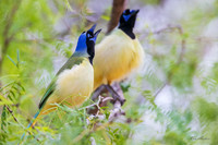 TXGJ00207 - Green Jay