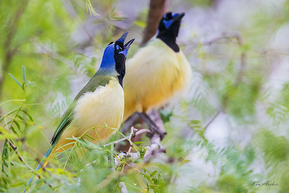 TXGJ00207 - Green Jay