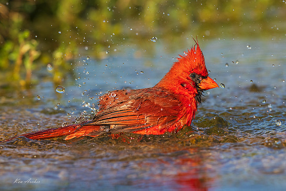 TXNC01050 - Northern Cardinal
