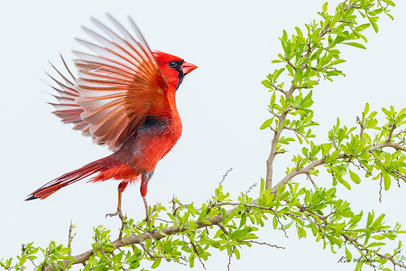 TXNC01238 - Northern Cardinal