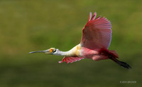 TXRS00059 _ Roseate Spoonbill