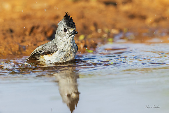 TXTT00078 - Tufted Titmouse