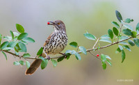 TXCT00105 - Brown Thrasher