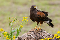 TXHH00152 - Harris's Hawk