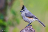 TXTT00098 - Tufted Titmouse