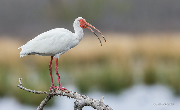 TXWI00056 - White Ibis
