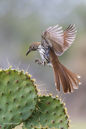 TXCT00136 - Long-billed Thrasher