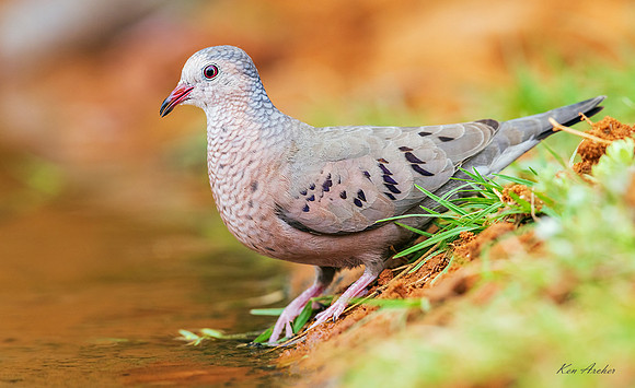 TXID00021 - Inca Dove