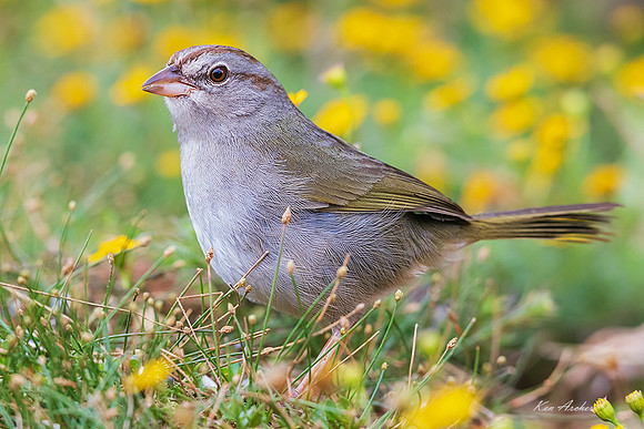 TXOS00075 - Olive Sparrow
