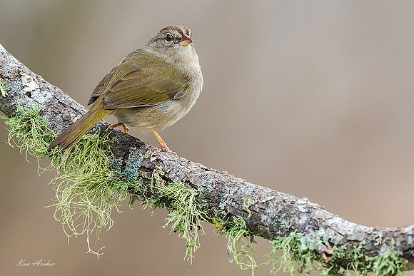TXOS00008 - Olive Sparrow