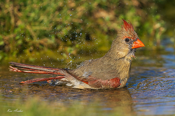 TXNC00969 - Northern Cardinal
