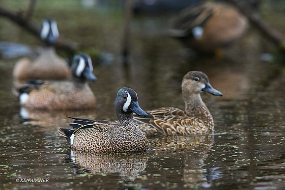 TXBT00118 - Blue-winged Teal