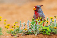TXPY00068 - Pyrrhuloxia