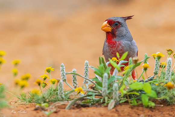TXPY00068 - Pyrrhuloxia