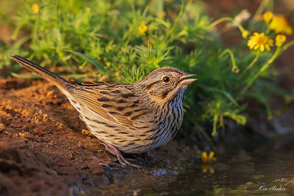 TXLS00034 - Lincoln's Sparrow