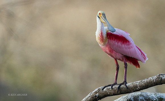 TXRS00047 - Roseate Spoonbill