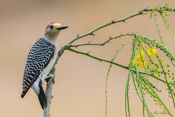 TXGW00104 - Golden-fronted Woodpecker