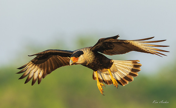 TXCC00373 - Crested Caracara