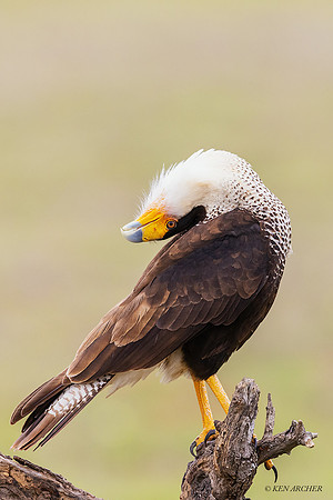 TXCC00175 - Crested Caracara