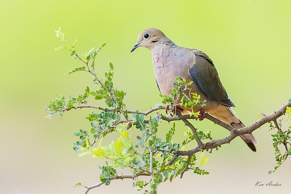 TXMD00019 - Mourning Dove