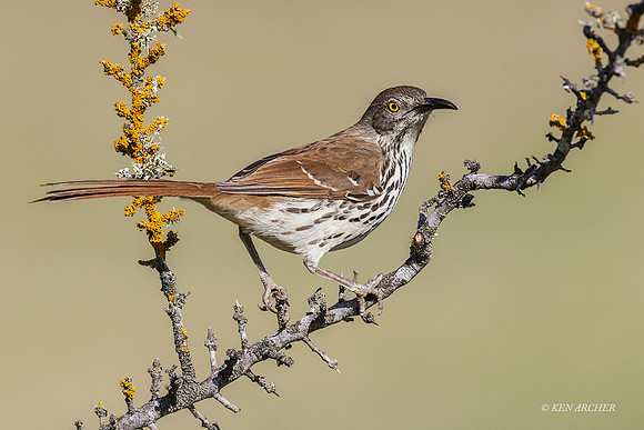 TXCT00164 - Brown Thrasher