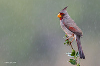 TXPY00018 - Pyrrhuloxia