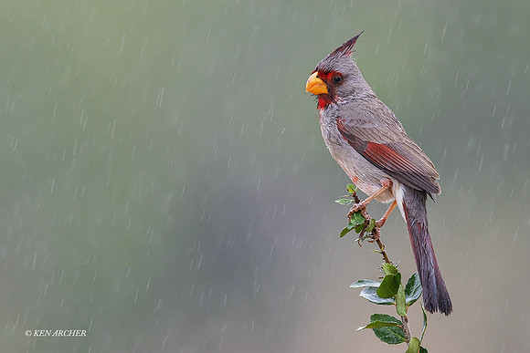 TXPY00018 - Pyrrhuloxia