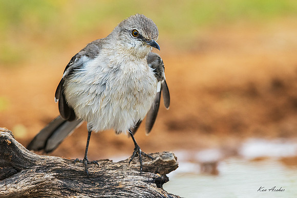 TXNM00045 - Northern Mockingbird