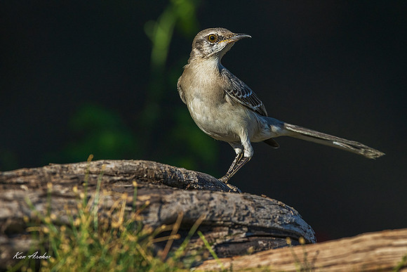 TXNM00008 - Northern Mockingbird