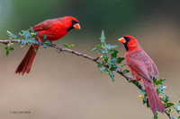 TXNC00188 - Northern Cardinal
