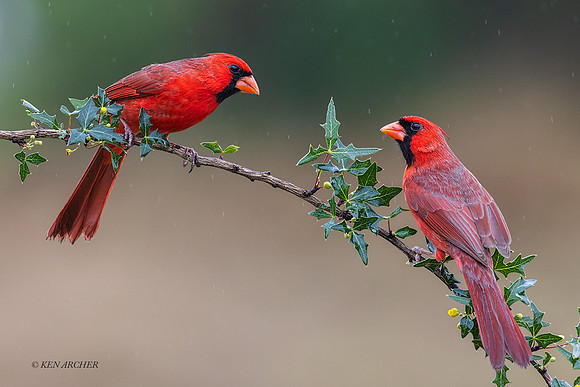 TXNC00188 - Northern Cardinal