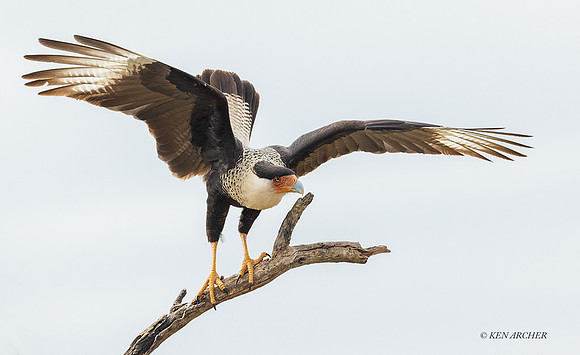 TXCC00276 - Crested Caracara