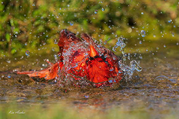 TXNC00957 - Northern Cardinal