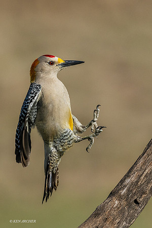 TXGW00021 - Golden-fronted Woodpecker
