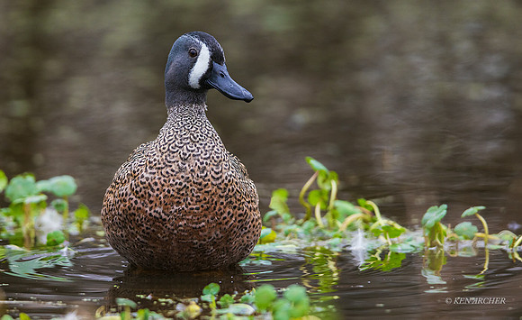 TXBT00111 - Blue-winged Teal
