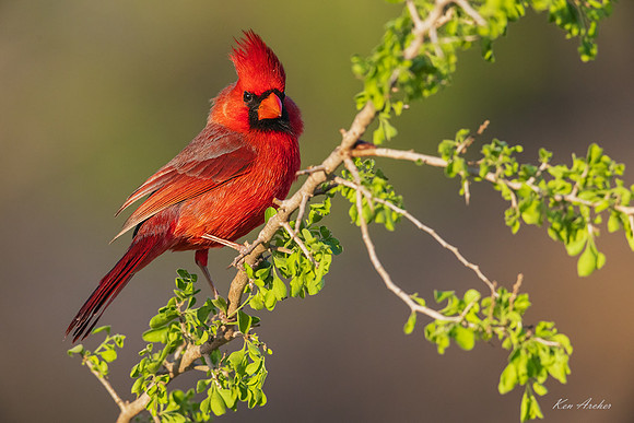 TXNC01386 - Northern Cardinal