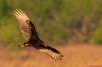 TXTV00052 - Turkey Vulture
