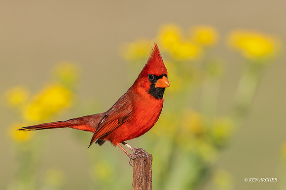 TXNC00760 - Northern Cardinal