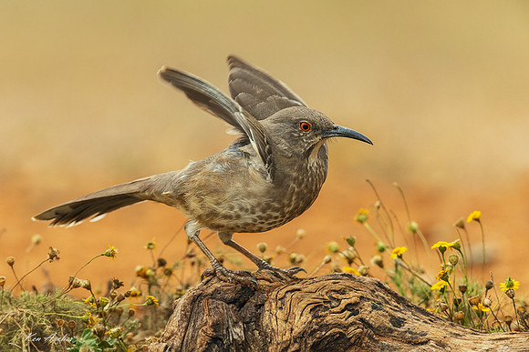 TXCT00224 - Curve-billed Thrasher