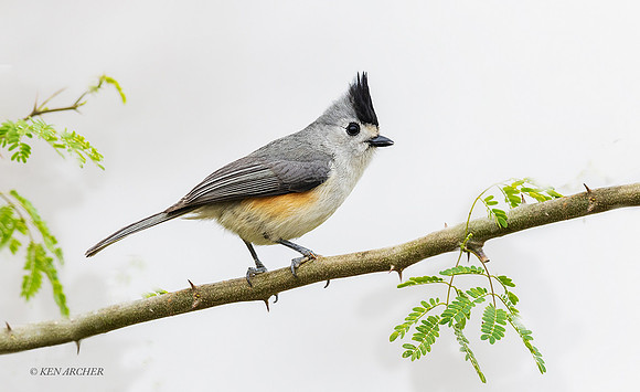 TXTT00006 _ Tufted Titmouse