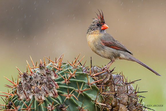 TXNC00136 - Northern Cardinal (female)