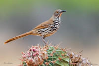 TXLT00006 - Long-billed Thrasher