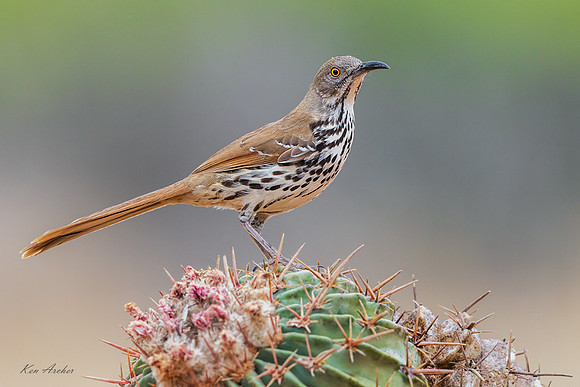 TXLT00006 - Long-billed Thrasher