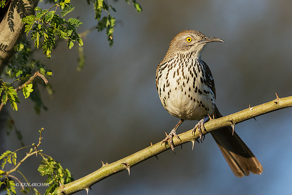 TXCT00172 - Brown Thrasher