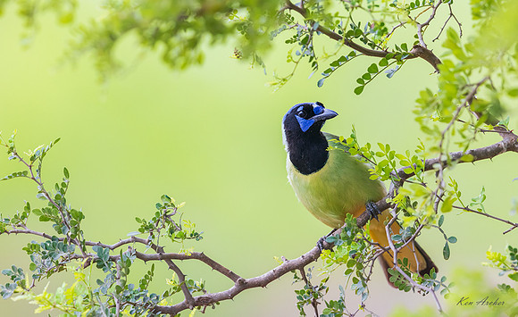TXGJ00335 - Green Jay