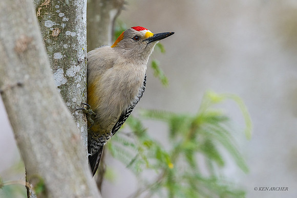 TXGW00006 - Golden-fronted Woodpecker
