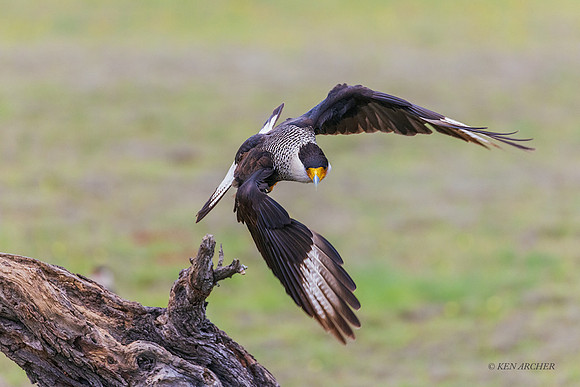 TXCC00053 - Crested Caracara
