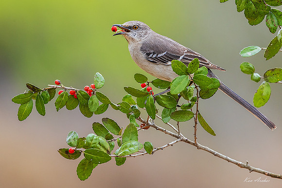 TXNM00020 - Northern Mockingbird